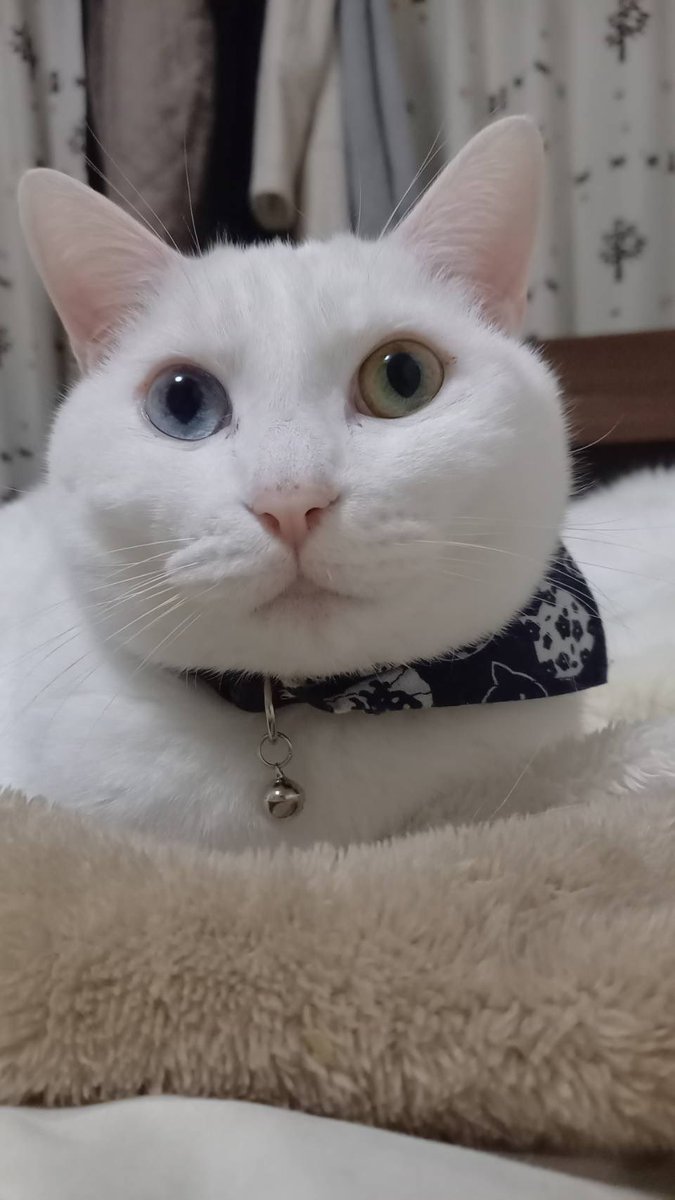 【迷い猫捜索中】リリ&ポポ tweet media