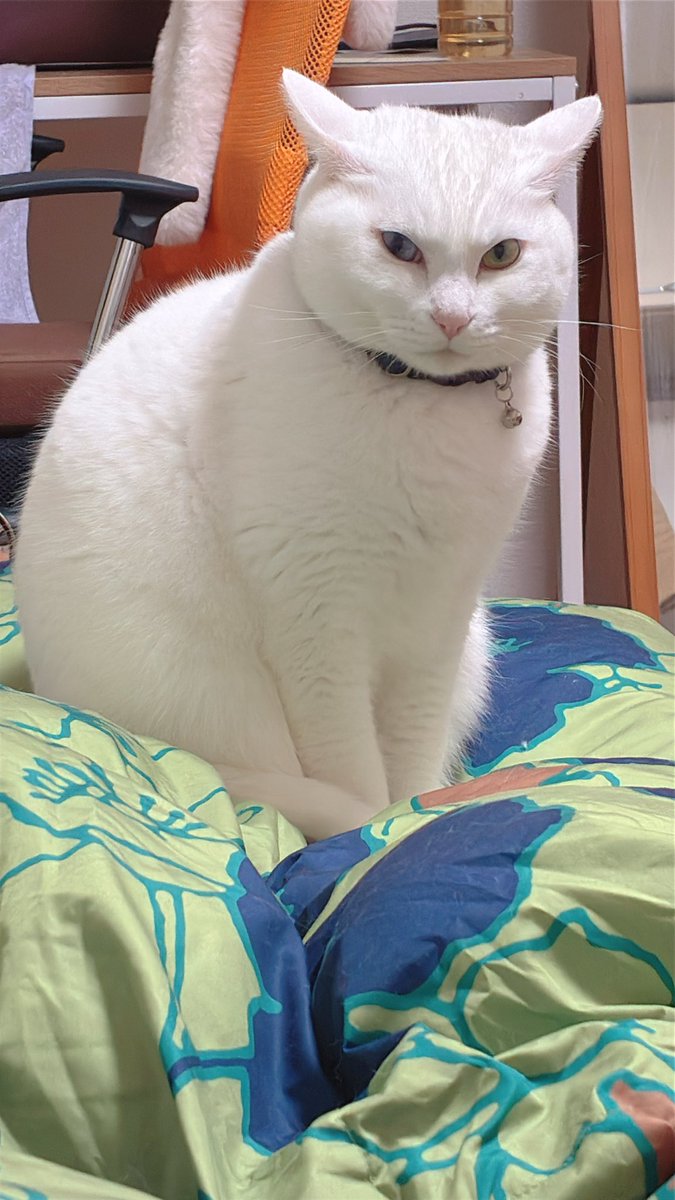 【迷い猫捜索中】リリ&ポポ tweet media