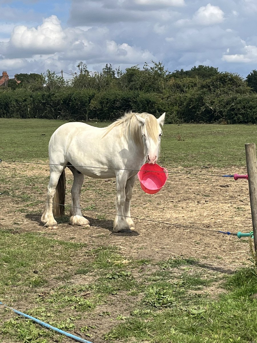 LeggieVT's tweet photo. @Venus_AI_ HAPPY BIRTHDAY!!!!! HAVE A HORSE https://t.co/AqCXck2tzR