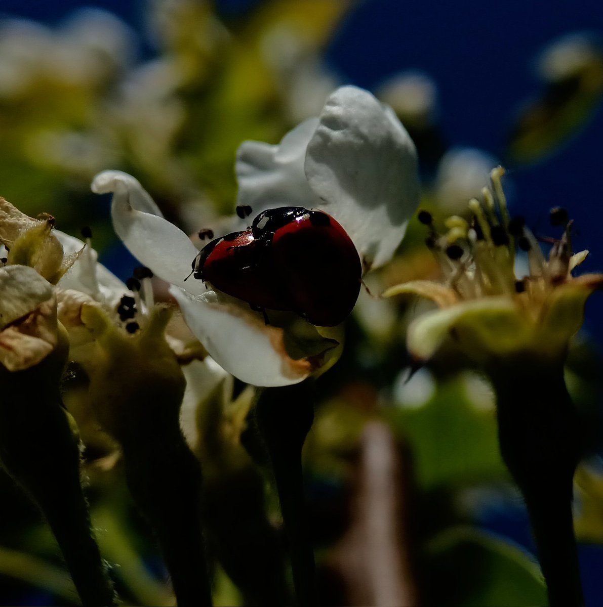 SewellLeigh's tweet image. It's insectual piggyback season 👀🤪

#insectthursday #insects #thursdaymorning #macro #nature #naturephotography