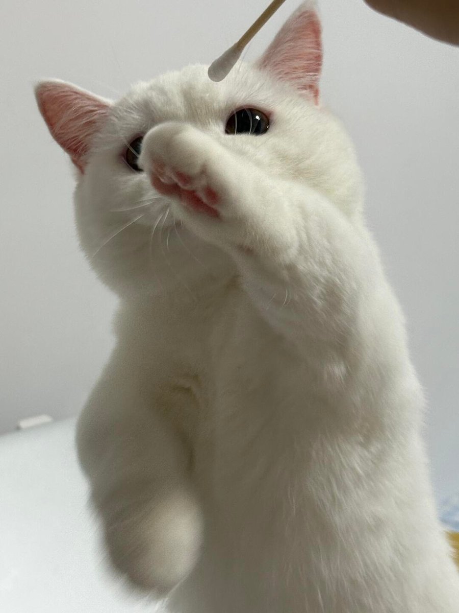 cutest cats (@cutestscats) on Twitter photo 