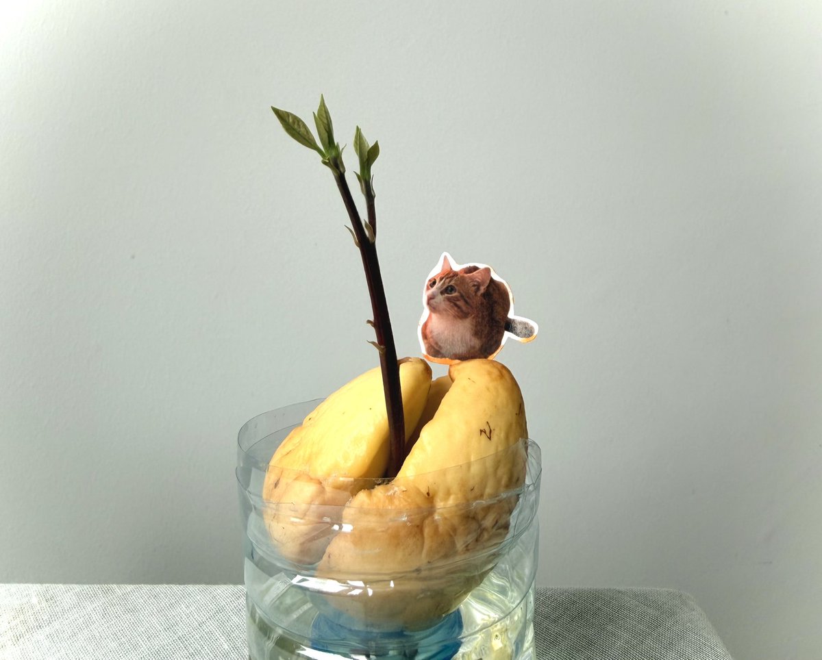 okatilmayan's tweet photo. geçen babamla biraz tartıştık, ben de ona küstüm. sonra gün içinde ben avokado filizime bakarken yanıma gelmiş bunu toprağa diksek büyür mü acaba diye laf atıyor barışmak için. “sen kavgalardan sonra özür dilemeden hiçbir şey olmamış gibi davranarak barışmayı normalleştirdiğin için insani ilişkilerde tartışma sonrası barışma özelliğim yok, özür dilemeyi içselleştiremiyorum ve duygusal kaçınma yaşıyorum” diyemedim tabi. büyür herhalde dedim.