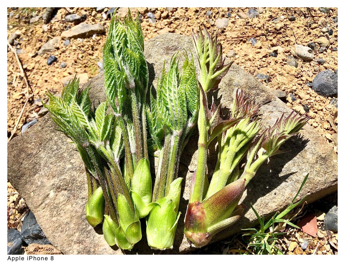 ばふぁりん tweet media