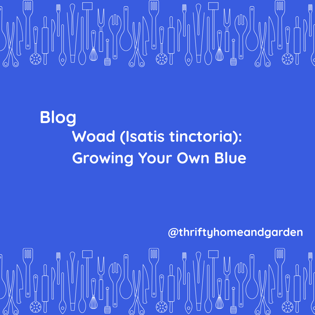 thriftyhomegrdn's tweet image. Before synthetic dyes… there was woad 💙

Curious? 🌿
🔗 thesarahcoles.co.uk/woad-isatis-ti…
#Woad #NaturalDyes #EcoFriendly #CreativeLiving #livewellbewellgowell #naturalliving #sustainableliving #livewellforless #backtonature