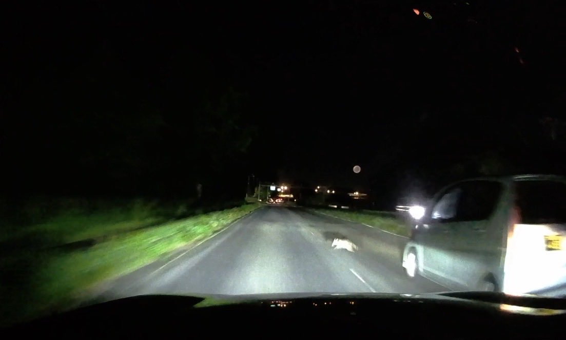 たいら tweet media