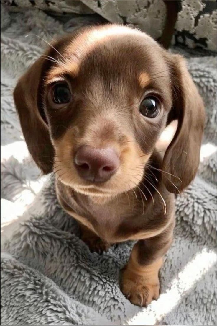 puppy🐶