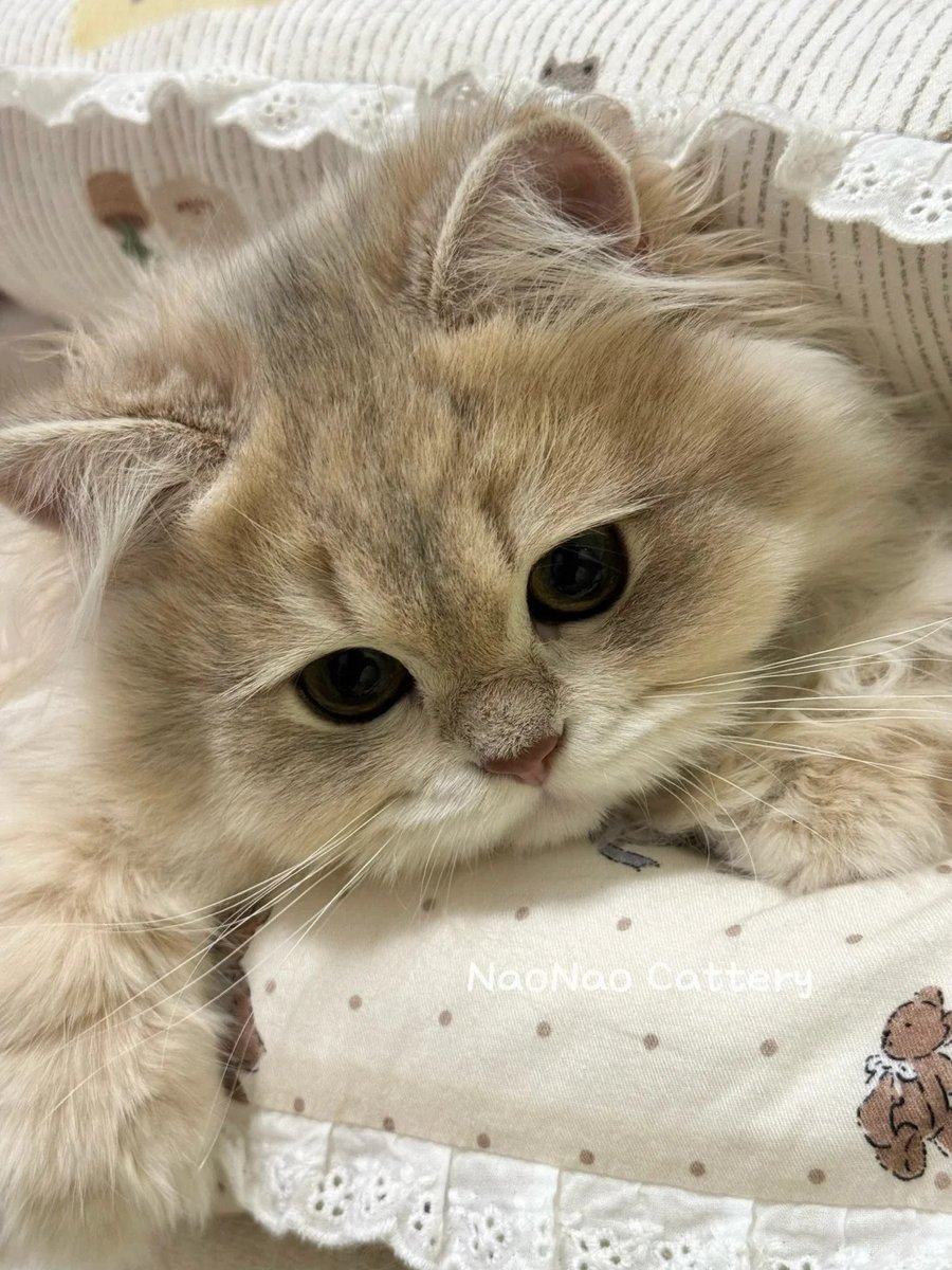 cutest cats (@cutestscats) on Twitter photo 