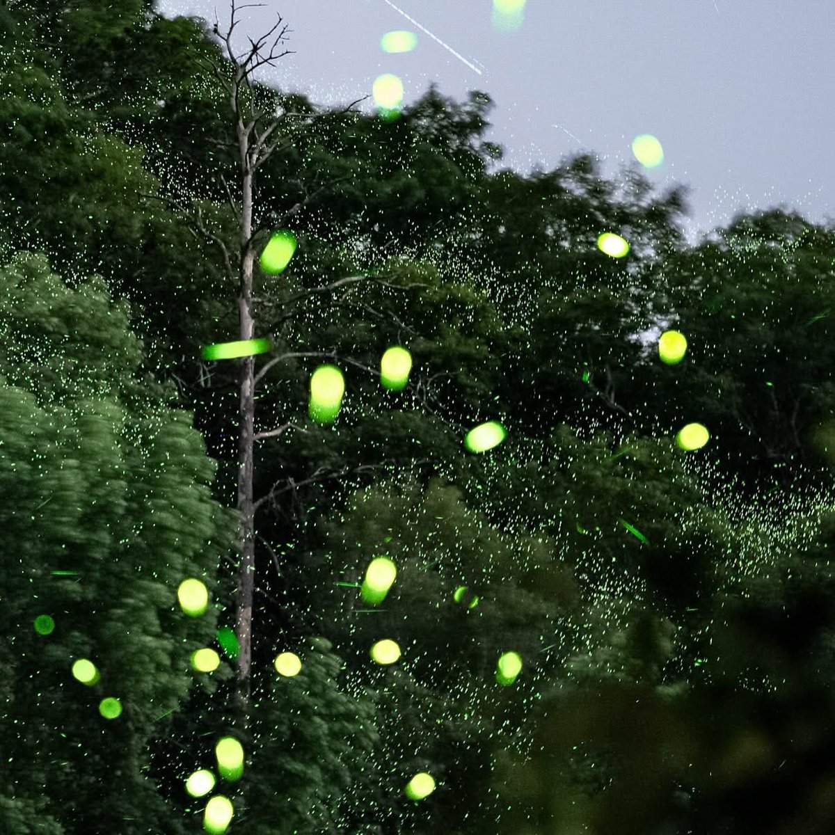 MarshyDeane's tweet photo. I stood numbly, eyes wide and trembling. As the forest came alive around me in glittering lights. My fears melted away at the sight. Hundreds of Thousands of Fireflies like the stars in the night sky.
✨The synchronous fireflies of Carolina are simply the most incredible https://t.co/IGJ7cOizbn