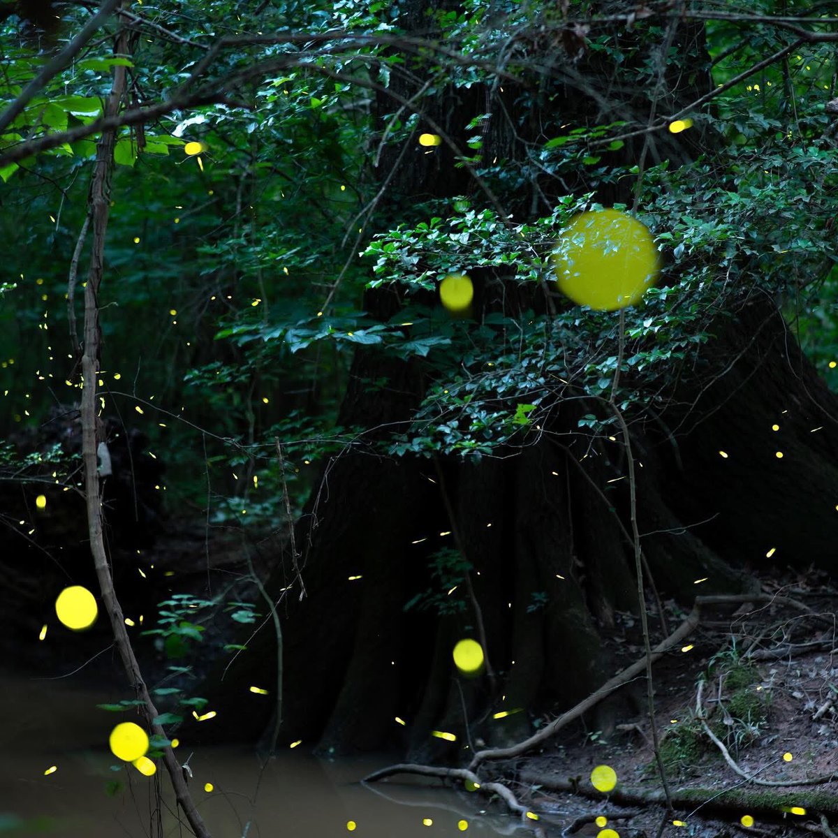 MarshyDeane's tweet photo. I stood numbly, eyes wide and trembling. As the forest came alive around me in glittering lights. My fears melted away at the sight. Hundreds of Thousands of Fireflies like the stars in the night sky.
✨The synchronous fireflies of Carolina are simply the most incredible https://t.co/IGJ7cOizbn