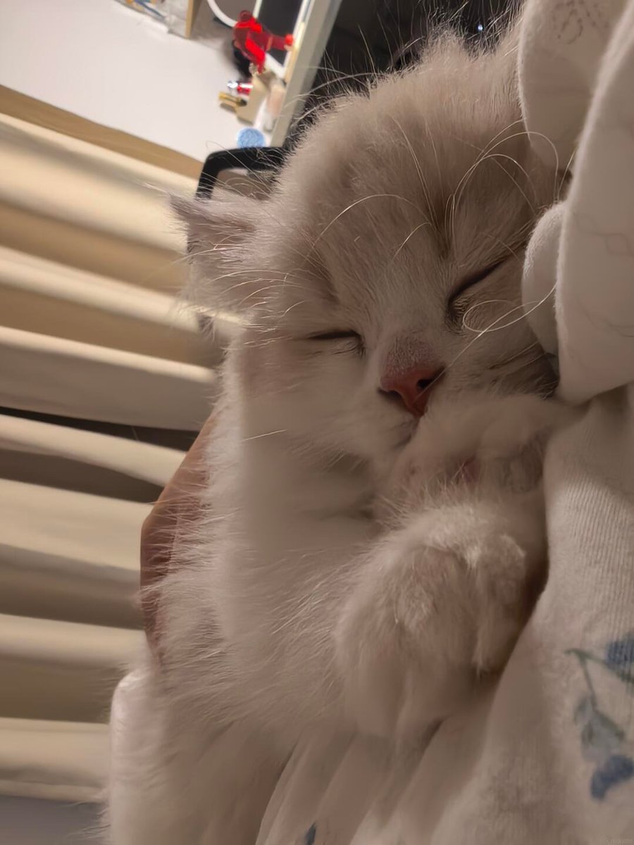 cutest cats tweet media