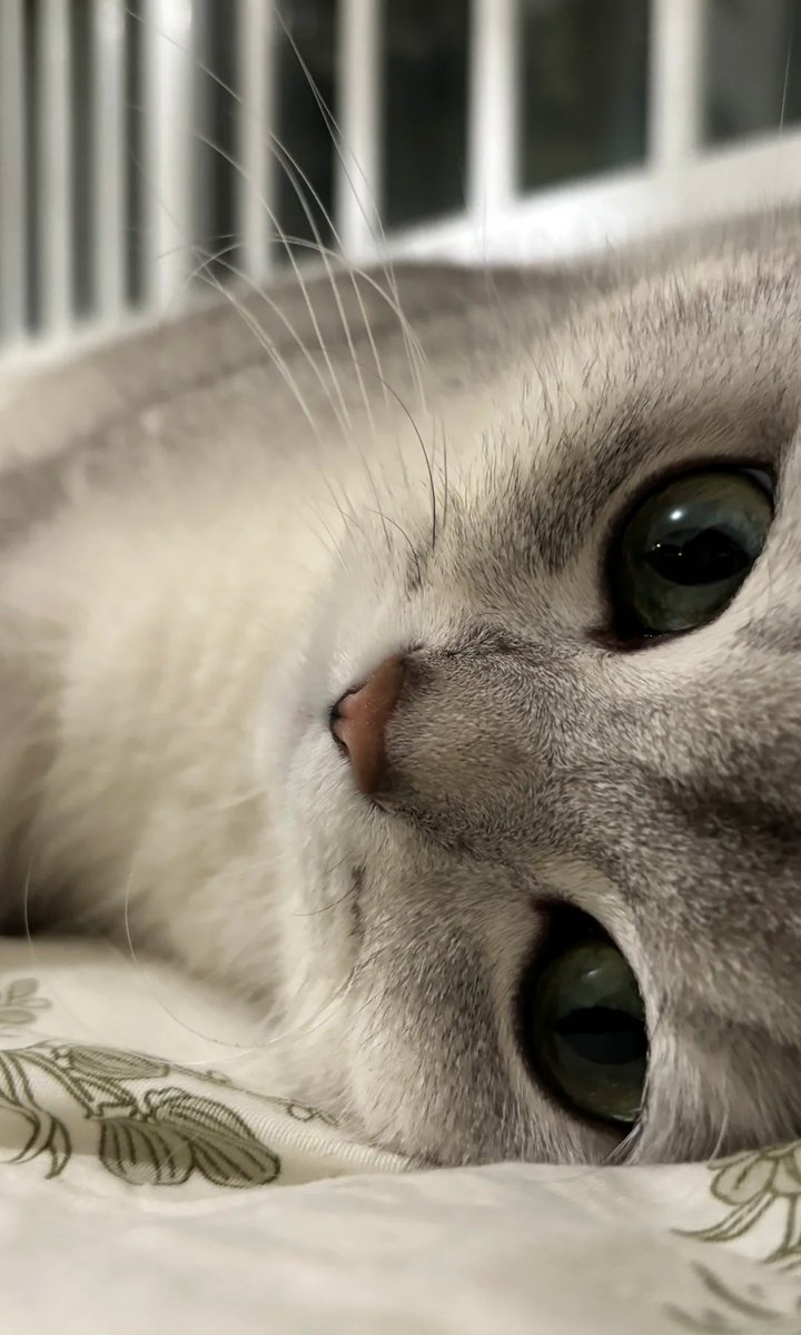 cutest cats tweet media