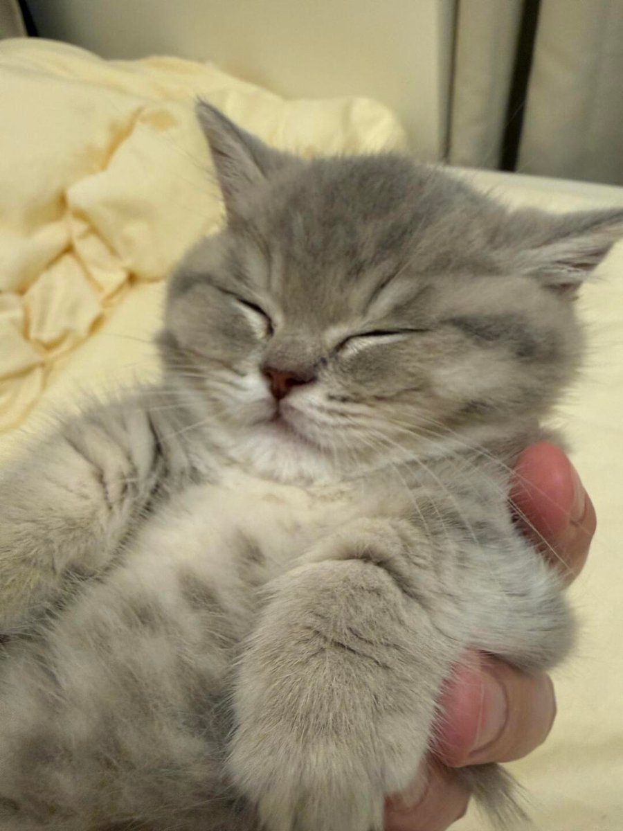 🍎 (@LPisMaddiecat) / Posts / X