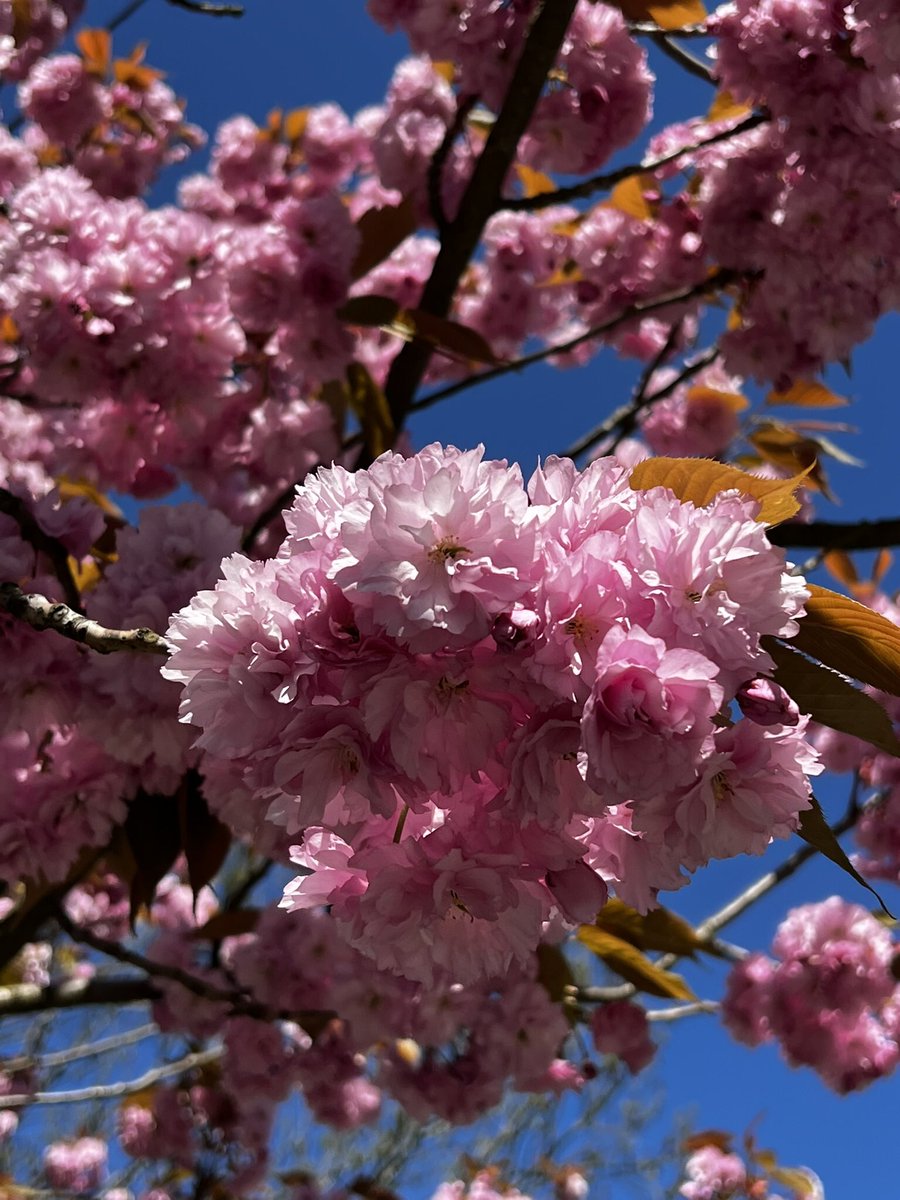 dammiLoh's tweet image. #Hamburg #heute #sakura 🌸 #hanami