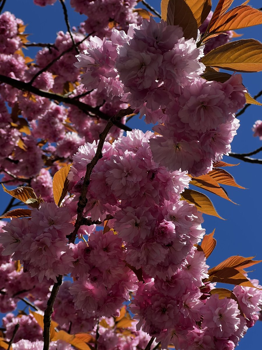 dammiLoh's tweet image. #Hamburg #heute #sakura 🌸 #hanami