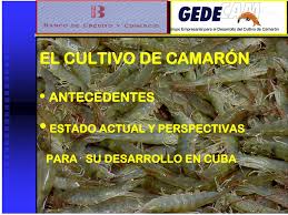 Declaran a Camarón Cultivo obra de choque de la Juventud en la provincia. #CubaMined#TenemosMemoria