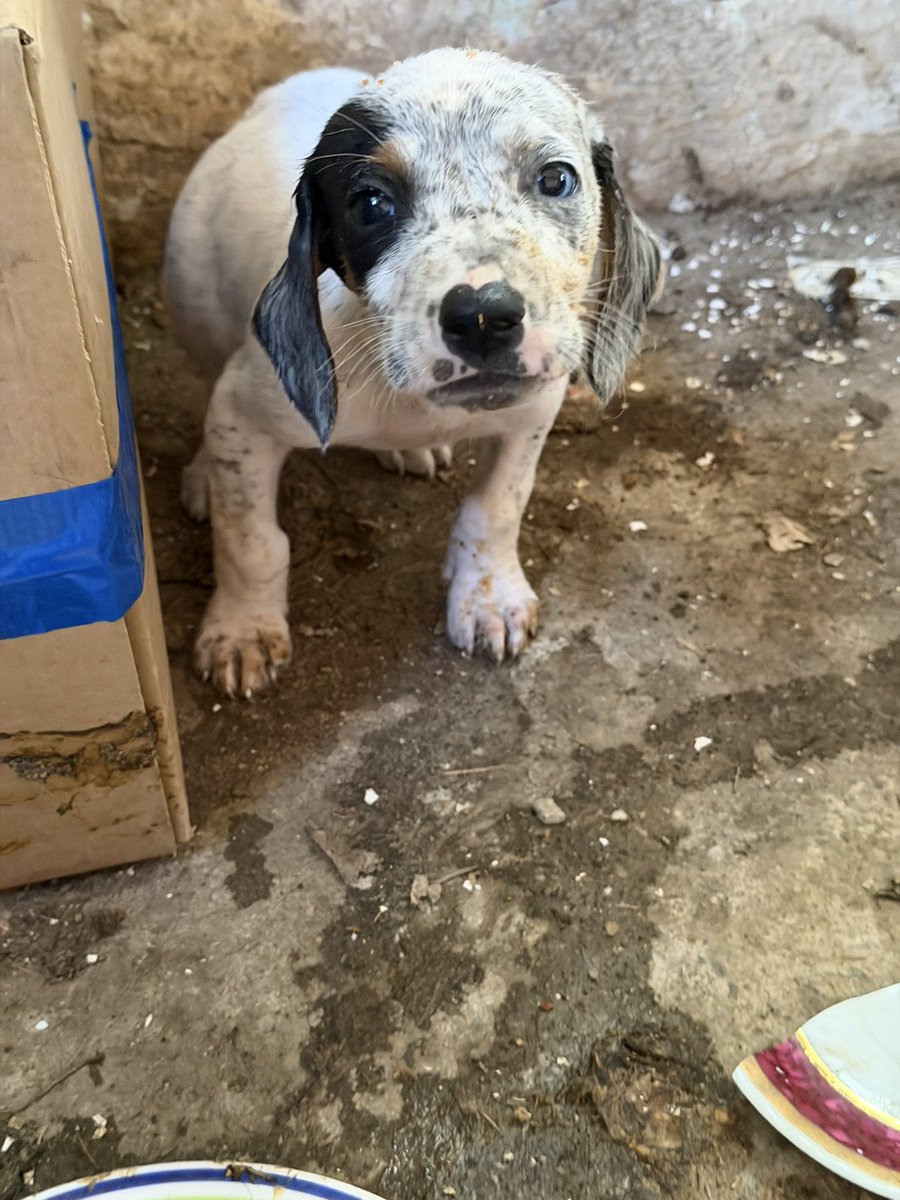 Lutke! ♥️ Ovaj je mužjak. Stanje je katastrofa… Ja sam ih sa uganutom nogom i istegnutim ligamentima morala obići. 
MOLIM VAS, nalaze se u 4. Jula u Podgorici, dajte da im nađemo barem privremeni smještaj.