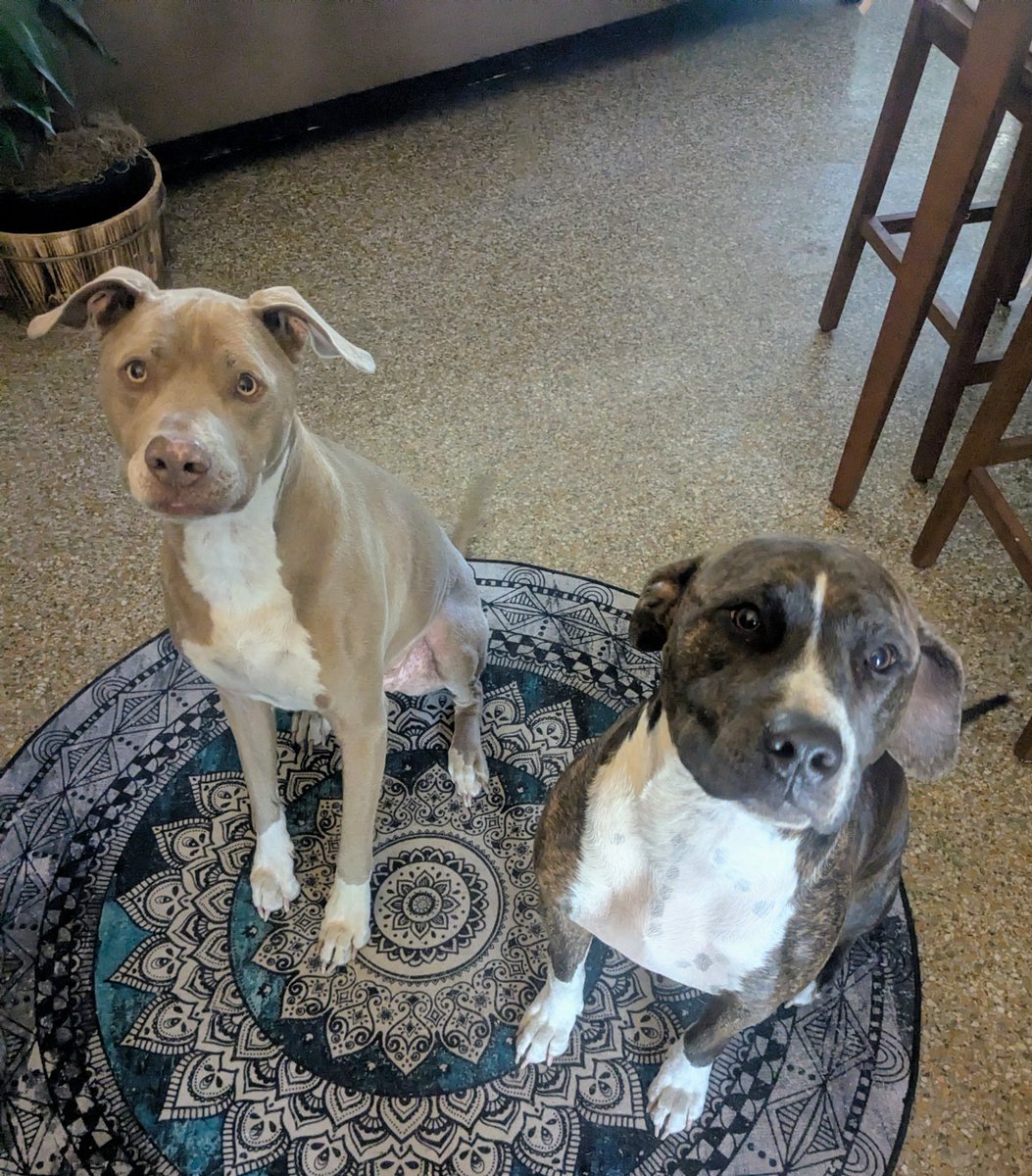 MAGA-GAMA tweet media