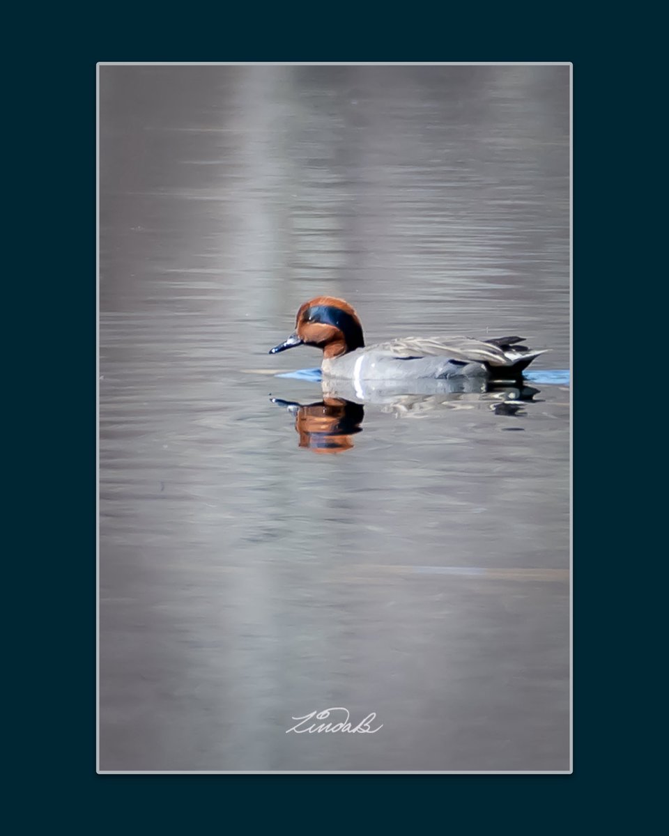 LSBofEBB's tweet image. American Wigeon...
It was too far away to ID, and this image is super cropped, but I was happy to confirm later that it was this pretty American Wigeon.  Have a great day! 

#godscreatures #duck #pond #nature #quack #photographer #massachusetts #getoutdoors #HaveAGreatDay