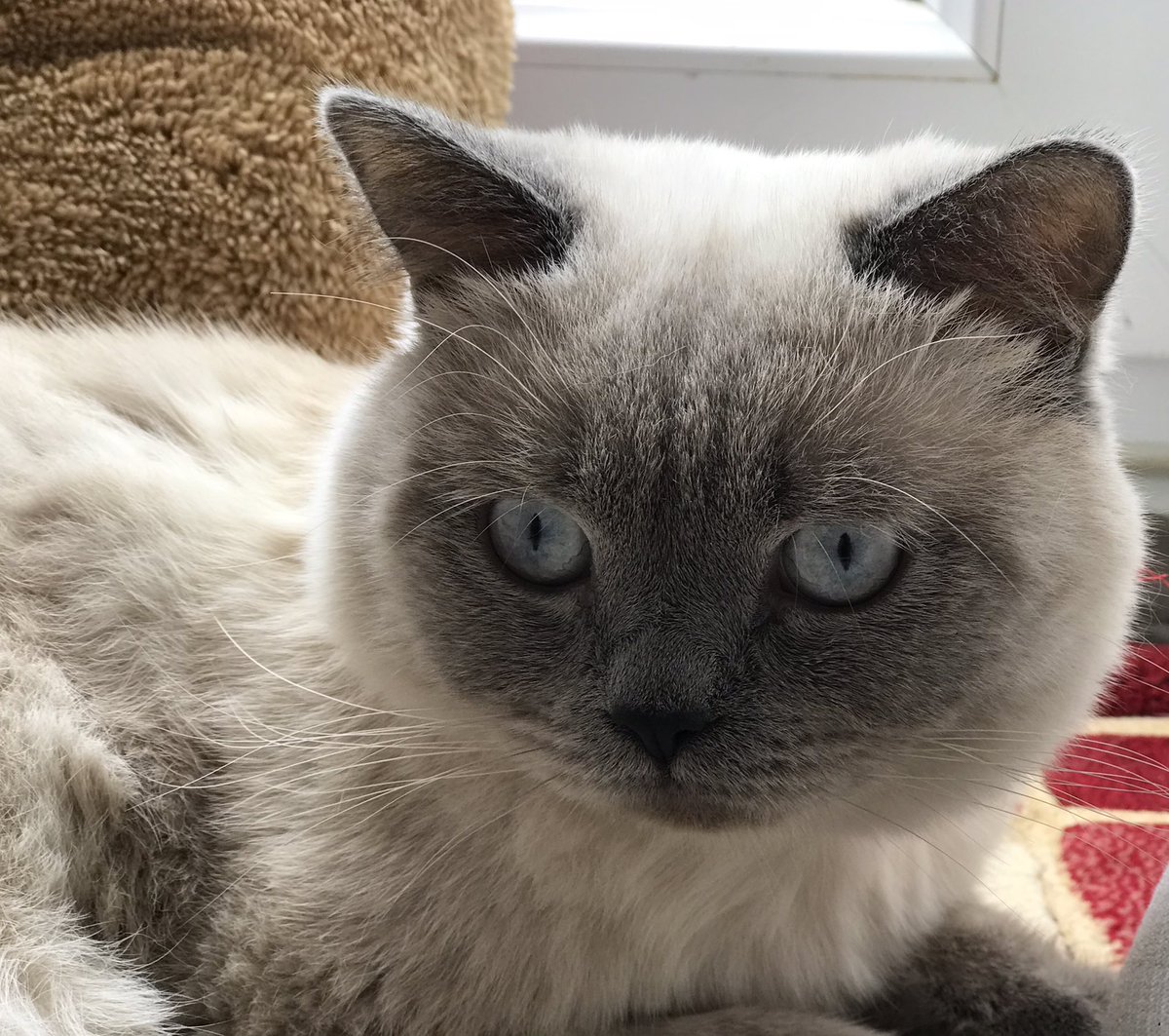 tolgahantuq's tweet image. Oğlum #Latte ‘nin sezgilerine güveniyorum o bana ona verdiğim sevgi karşısında malum camianın oynayacağımız derbide başına gelecekleri söyleyecek

Tuzak kuranların tuzaklarını başlarına geçir Ya’RAB sen Galatasaray’ımıza tezgah kuranları yerle yeksan et zerre merhamet gösterme