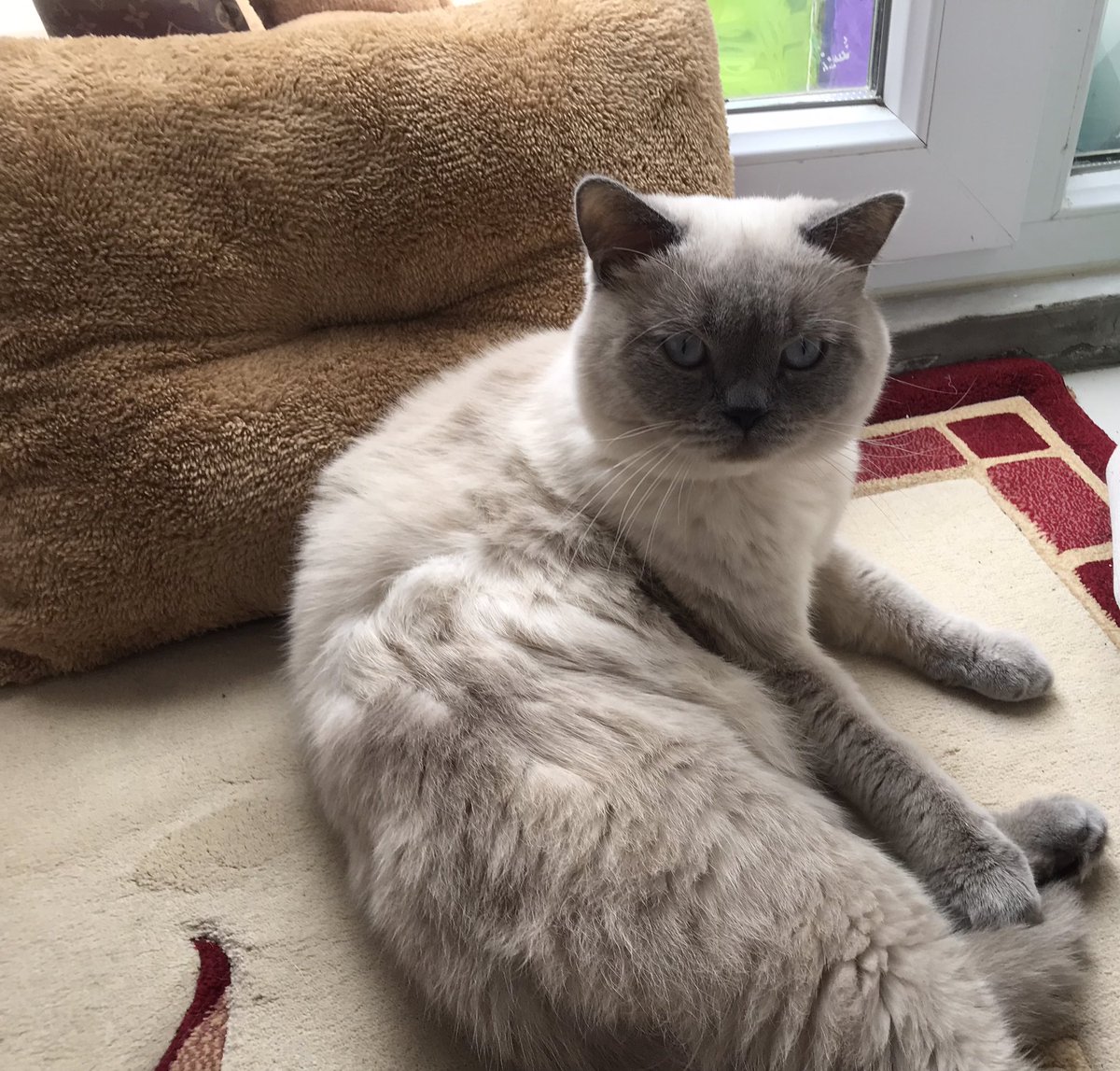 tolgahantuq's tweet image. Oğlum #Latte ‘nin sezgilerine güveniyorum o bana ona verdiğim sevgi karşısında malum camianın oynayacağımız derbide başına gelecekleri söyleyecek

Tuzak kuranların tuzaklarını başlarına geçir Ya’RAB sen Galatasaray’ımıza tezgah kuranları yerle yeksan et zerre merhamet gösterme