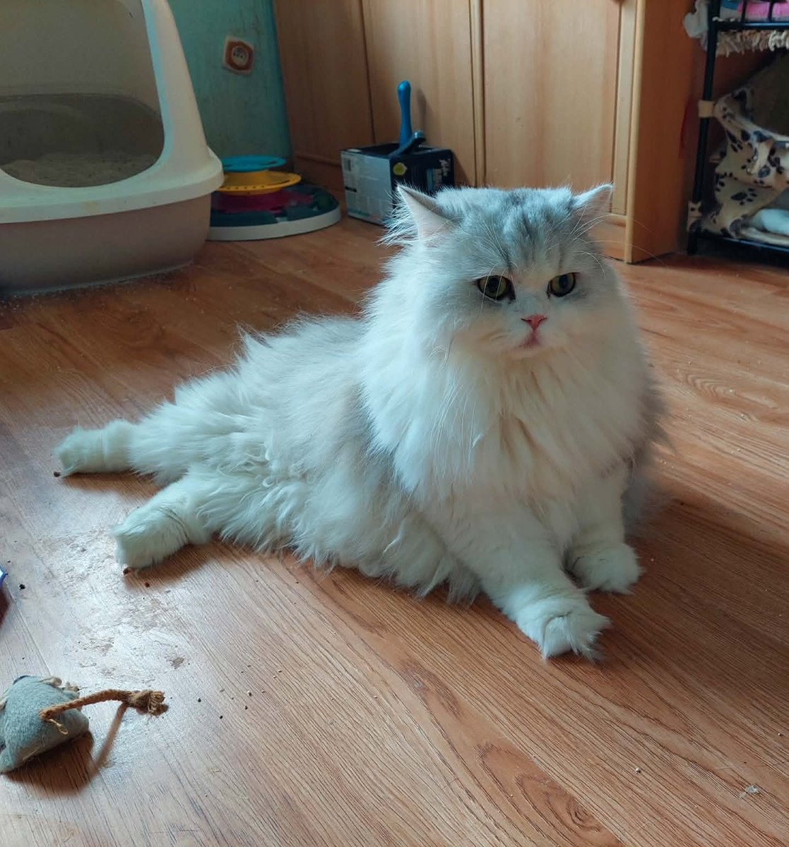 KociVibe tweet media