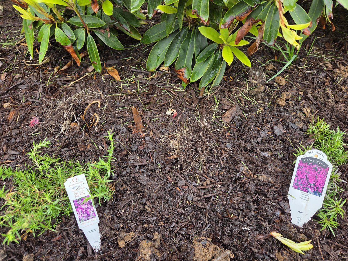 UGDoC074's tweet image. Creeping phlox exploding for year two. #Gardening #Pollinators #SpringFlowers