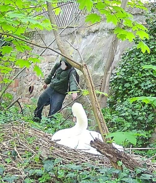 Eddie_1412's tweet image. Grauenhaft. Asoziales Pack ❗️

Nachdem im letzten Jahr das komplette Gelege einer Schwanenfamilie ausgelöscht wurde, kam es am 21.04.26 zwischen 8.35 Uhr und 8.45 Uhr erneut zu einem Angriff auf ein Schwanennest in Bad Kreuznach. Das am Naheradweg Richtung Pfingstwiese