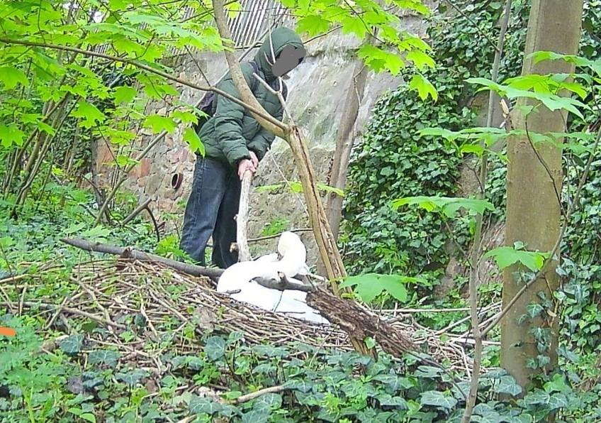 Eddie_1412's tweet image. Grauenhaft. Asoziales Pack ❗️

Nachdem im letzten Jahr das komplette Gelege einer Schwanenfamilie ausgelöscht wurde, kam es am 21.04.26 zwischen 8.35 Uhr und 8.45 Uhr erneut zu einem Angriff auf ein Schwanennest in Bad Kreuznach. Das am Naheradweg Richtung Pfingstwiese