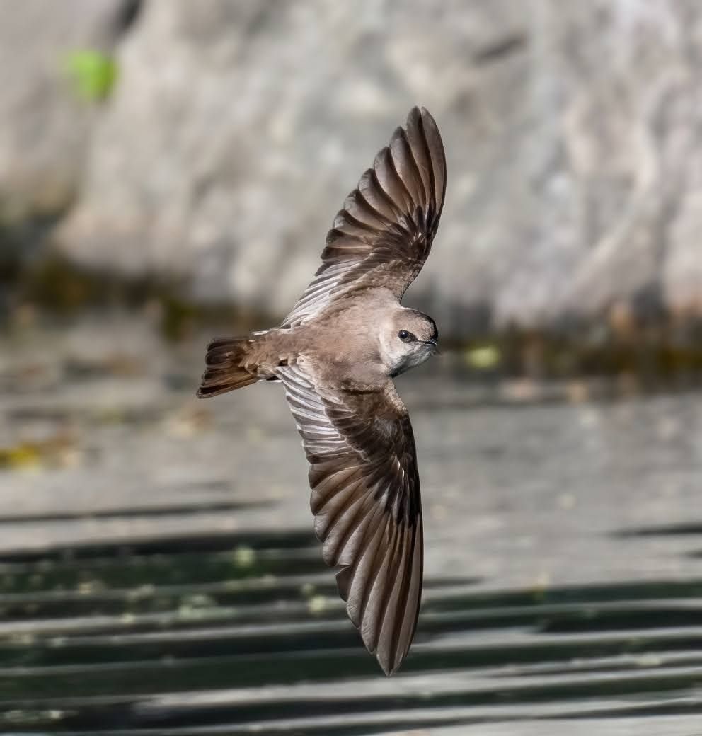 BirdCentralPark's tweet photo. A Northern Rough-winged Swallow flies over the Central Park Pool. https://t.co/8IVVP6v7na