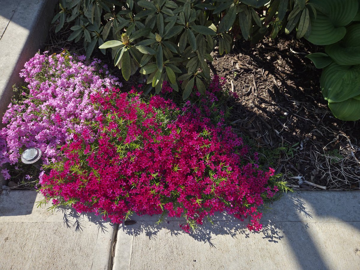 UGDoC074's tweet image. Creeping phlox exploding for year two. #Gardening #Pollinators #SpringFlowers