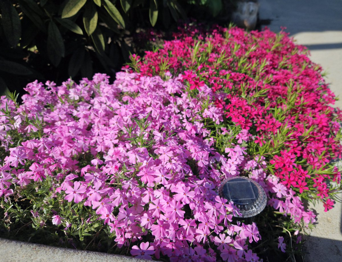 UGDoC074's tweet image. Creeping phlox exploding for year two. #Gardening #Pollinators #SpringFlowers