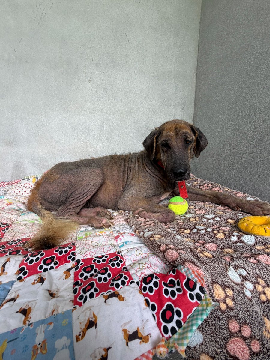 Happy Doggo tweet media