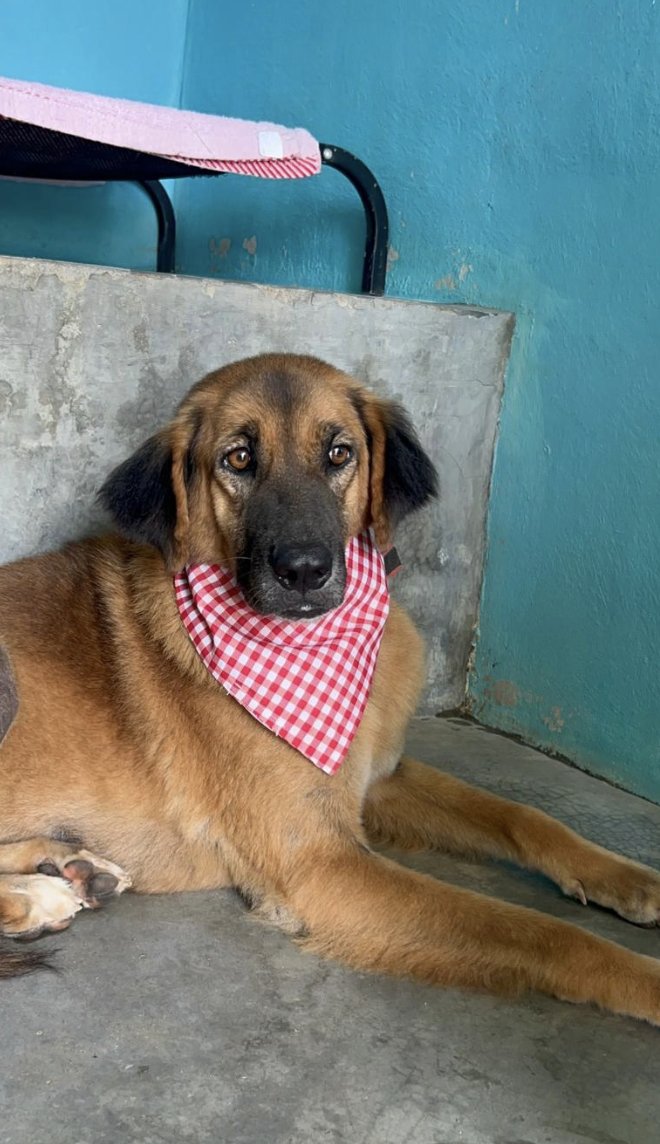 Happy Doggo tweet media