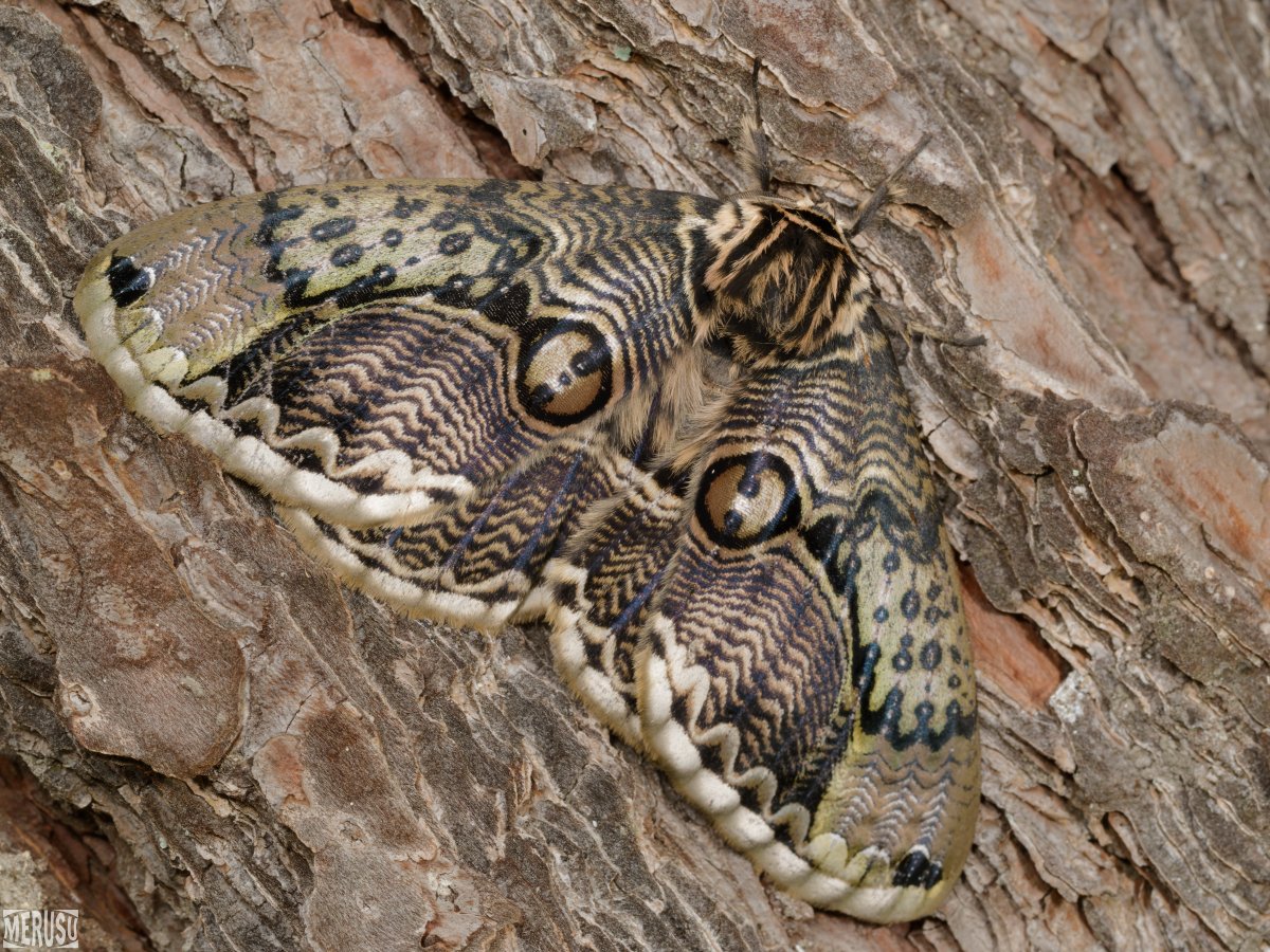 MERUSU's tweet photo. 先日見かけた立派なイボタガ。
少なくとも半日ここから動かなかった。(4/21)
#photography #bugphoto #bugphotography #moth #𝐵𝑟𝑎ℎ𝑚𝑎𝑒𝑎 #𝑗𝑎𝑝𝑜𝑛𝑖𝑐𝑎 https://t.co/jxQi0hKQnS