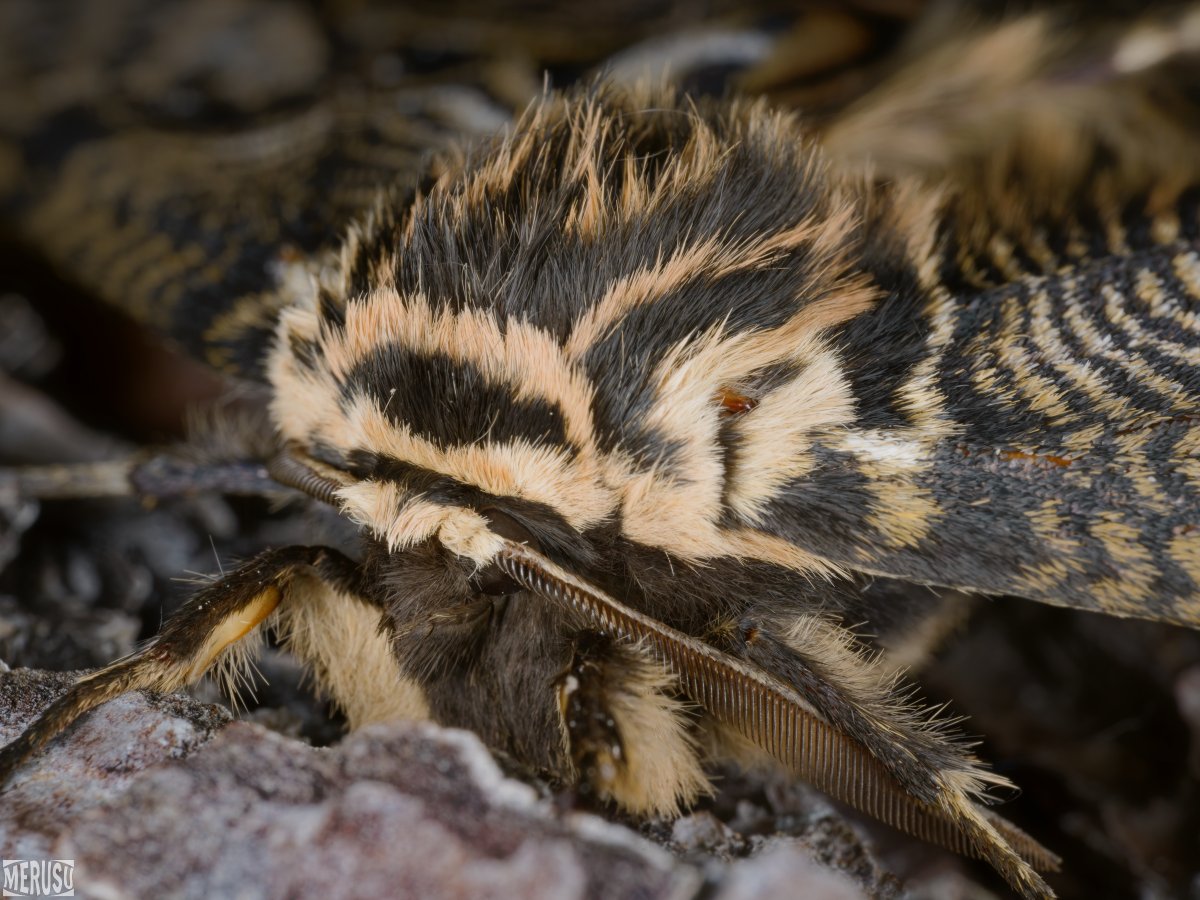 MERUSU's tweet photo. 先日見かけた立派なイボタガ。
少なくとも半日ここから動かなかった。(4/21)
#photography #bugphoto #bugphotography #moth #𝐵𝑟𝑎ℎ𝑚𝑎𝑒𝑎 #𝑗𝑎𝑝𝑜𝑛𝑖𝑐𝑎 https://t.co/jxQi0hKQnS