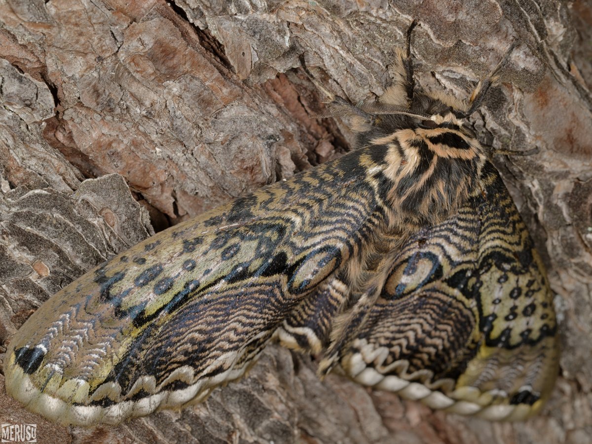 MERUSU's tweet photo. 先日見かけた立派なイボタガ。
少なくとも半日ここから動かなかった。(4/21)
#photography #bugphoto #bugphotography #moth #𝐵𝑟𝑎ℎ𝑚𝑎𝑒𝑎 #𝑗𝑎𝑝𝑜𝑛𝑖𝑐𝑎 https://t.co/jxQi0hKQnS