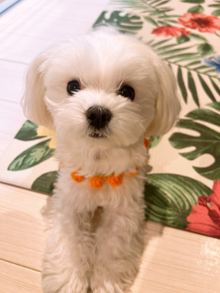 kahootomy's tweet photo. うちの子
いままでの子すべて女の子だった
みんなそれぞれに世界一可愛い女の子だね
って言い続けると本当にそうなるんだよ https://t.co/xigMypyT6s