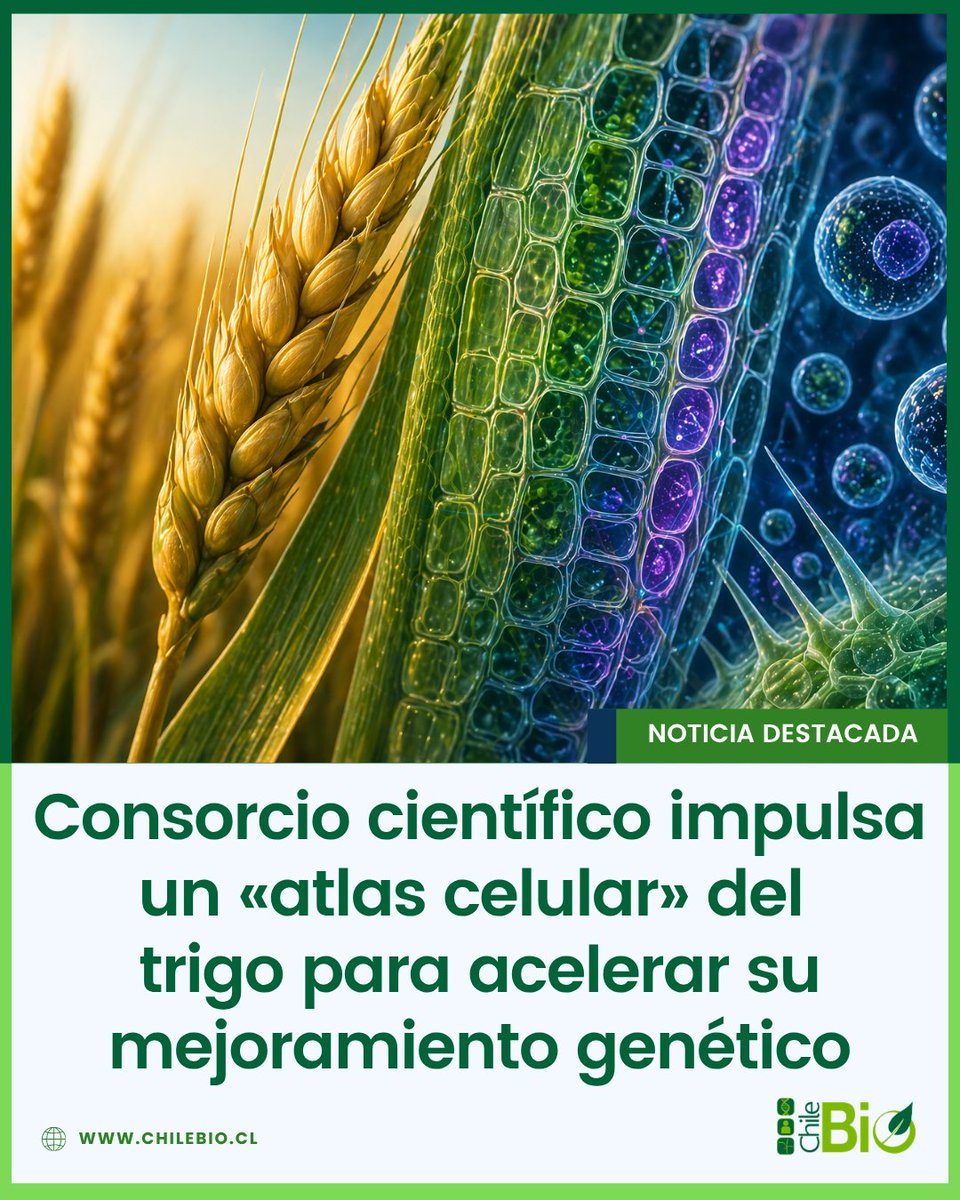 ChileBio tweet media