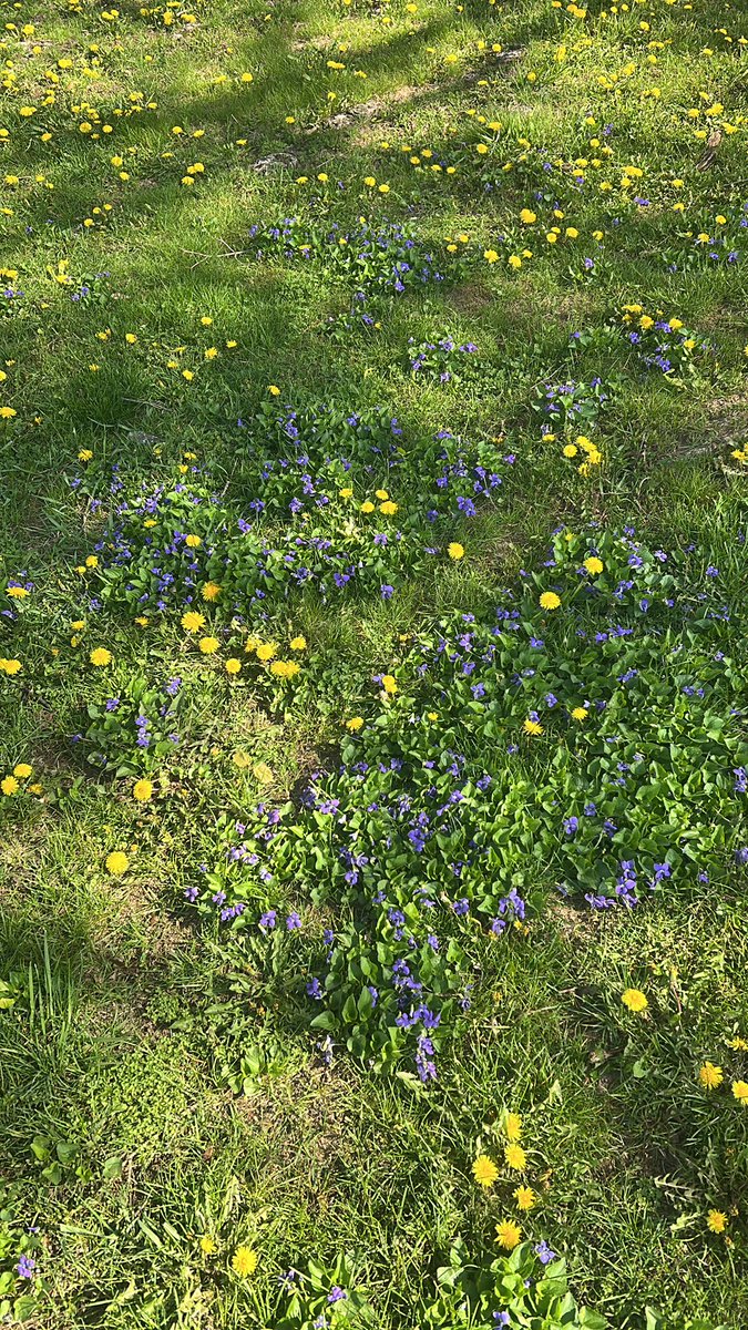 ZackZenner's tweet photo. Yellow and purple https://t.co/kfohJXivTa