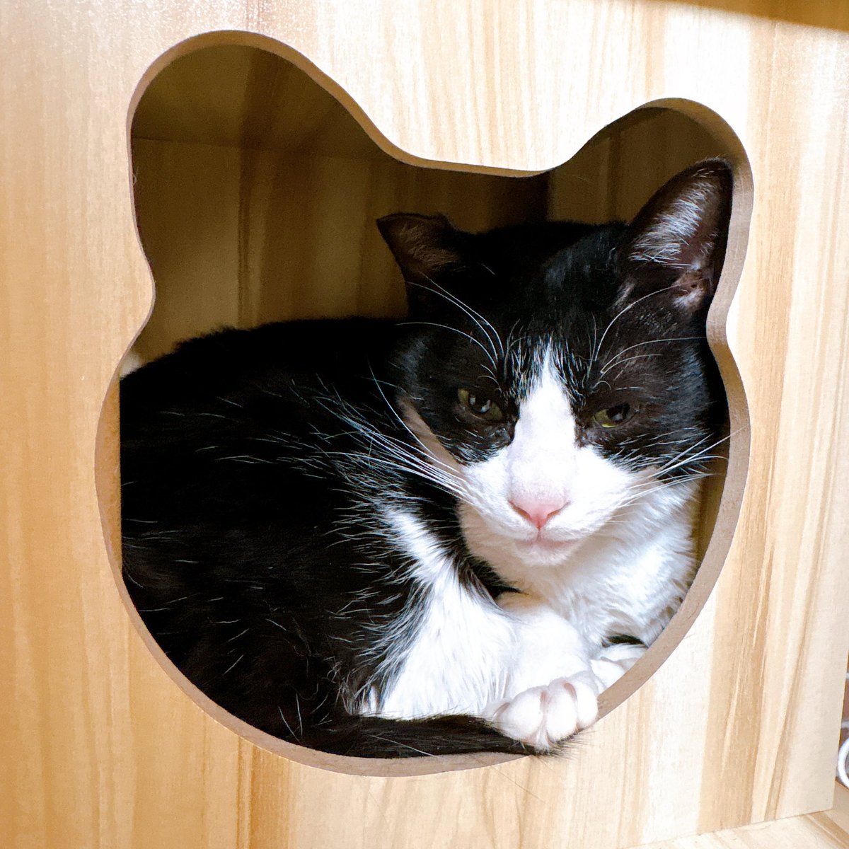 Sally22816's tweet photo. そこまで一生懸命逃げなくなった(˃罒˂๑)ﾋﾋ

#猫 https://t.co/7GFU3aTXxV