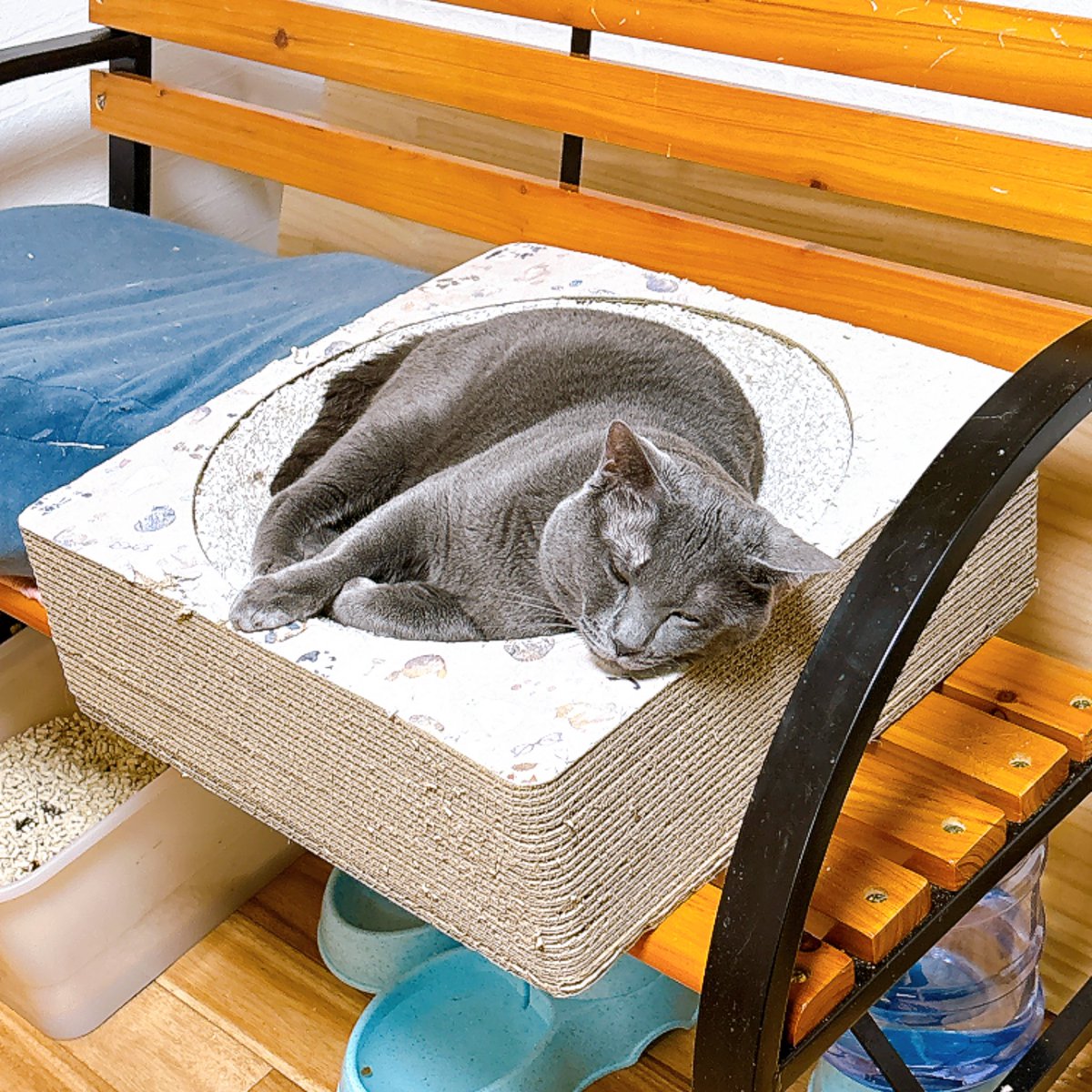 Sally22816's tweet photo. そこまで一生懸命逃げなくなった(˃罒˂๑)ﾋﾋ

#猫 https://t.co/7GFU3aTXxV