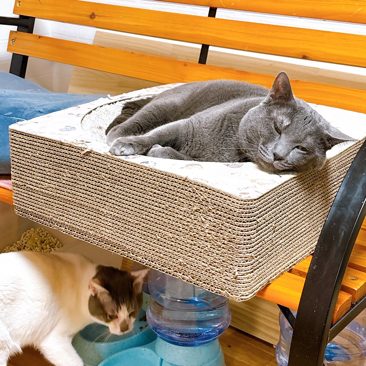 Sally22816's tweet photo. そこまで一生懸命逃げなくなった(˃罒˂๑)ﾋﾋ

#猫 https://t.co/7GFU3aTXxV