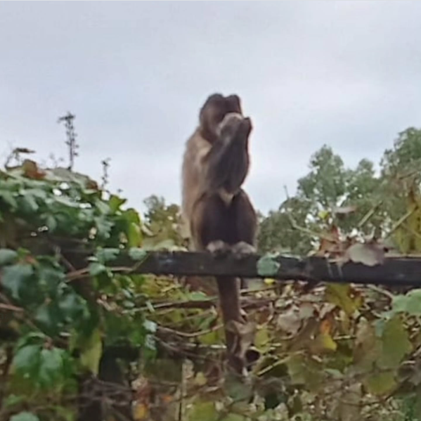 Montevideo Portal tweet media