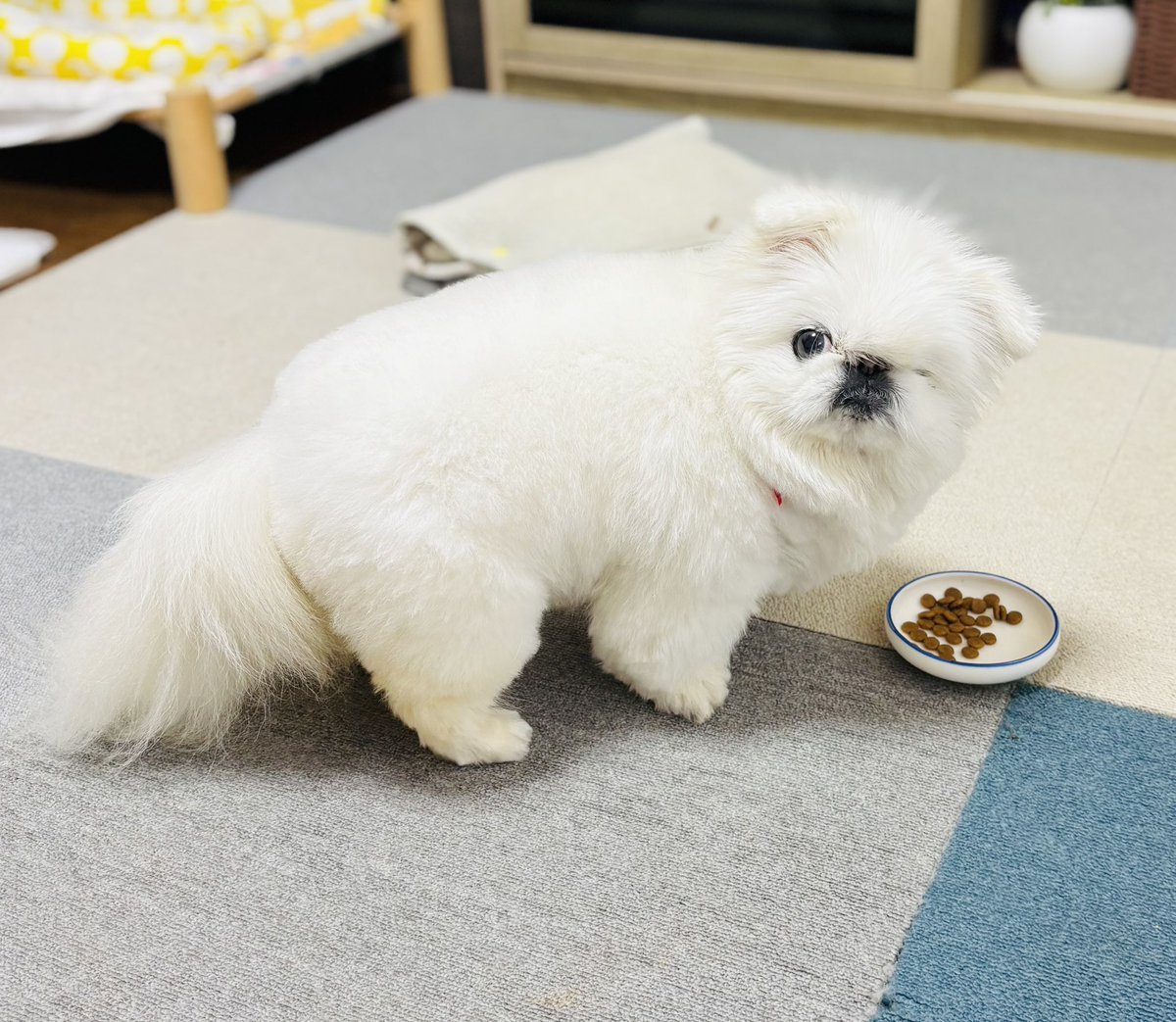 harupiko__'s tweet photo. なにか？ https://t.co/EaKEboIizi