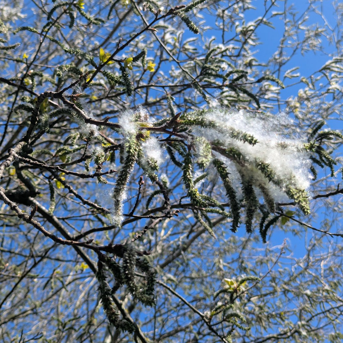 moley75's tweet image. #poplar #aspen #pollen #catkin