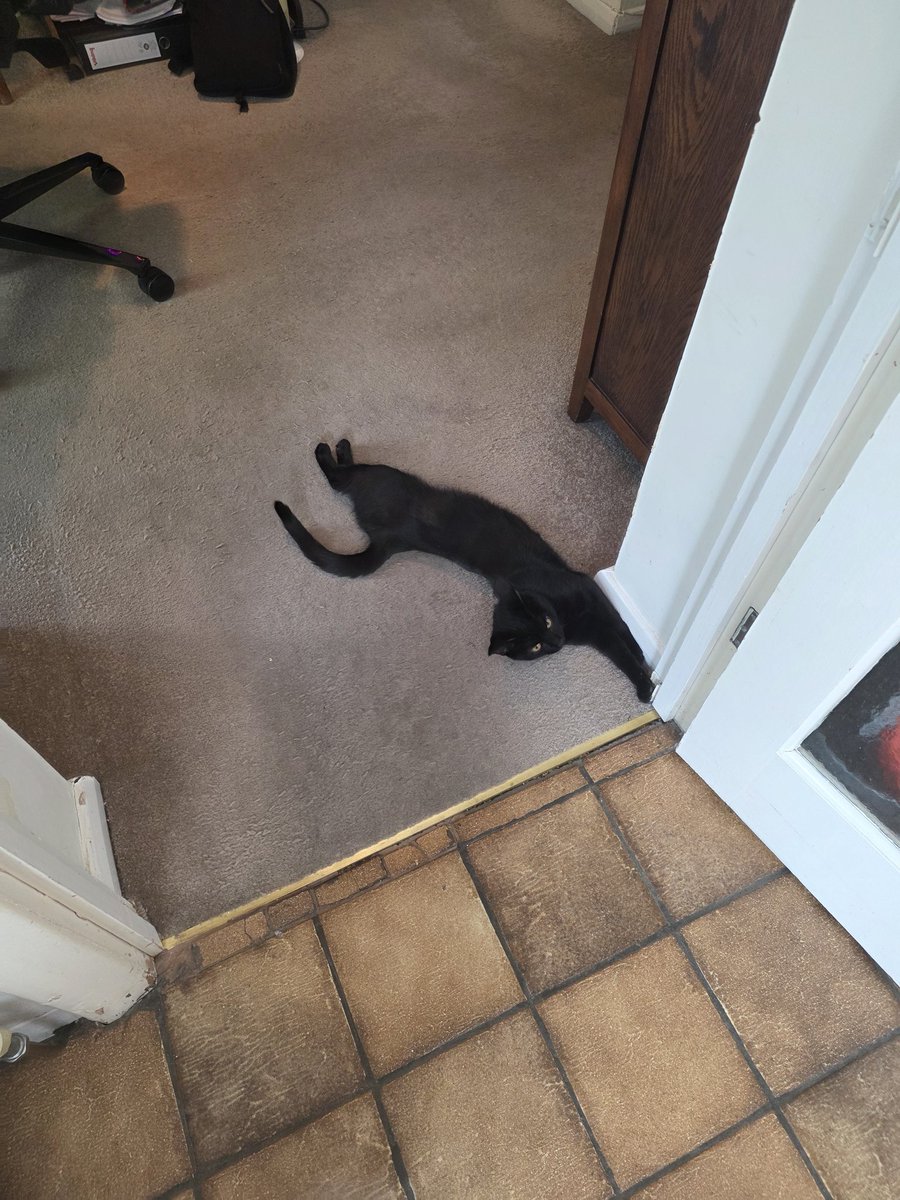 Red Kitsune | Debut July 31st tweet media