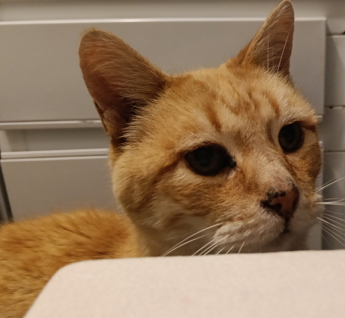 Eduardo de Sagitario tweet media