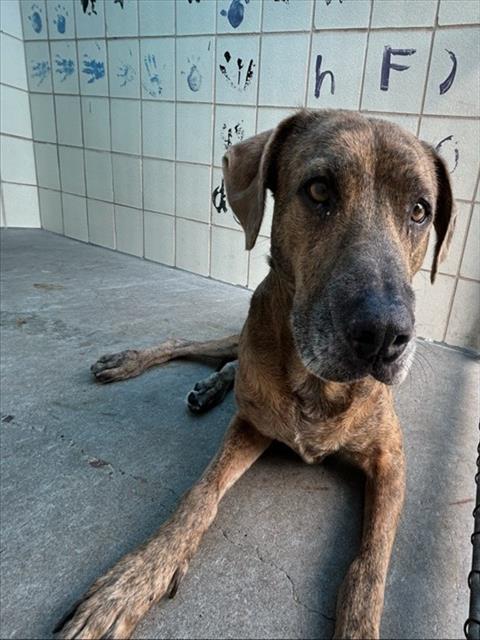 Save America🐺💔 🇺🇸 💪🦅⌛️🙏 Save America tweet media