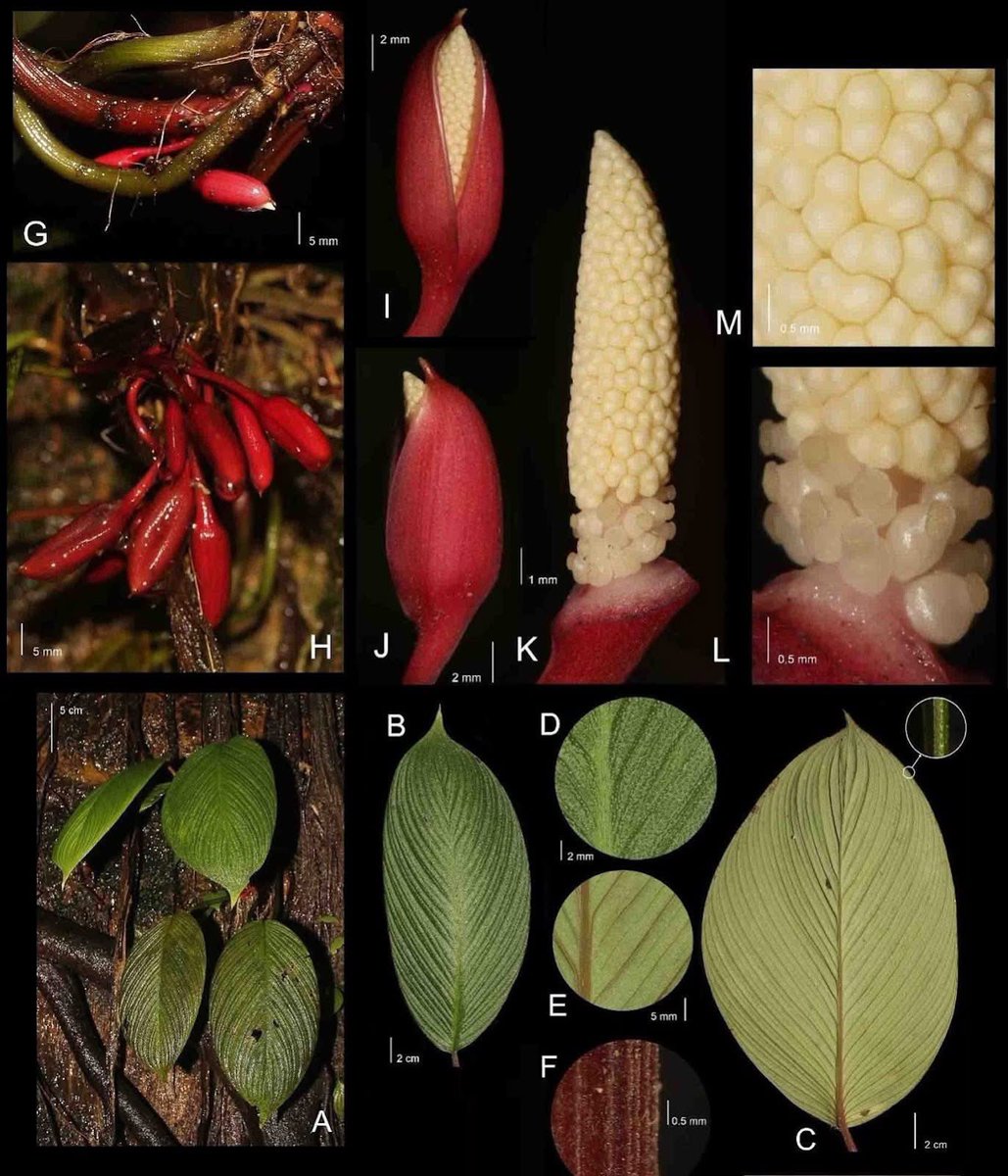 dnltbing's tweet photo. Homalomena bungamerah(Araceae), a new species from Northern Sumatra, Indonesia
[Mustaqim et al. 2026]

https://t.co/PD127dSuLg https://t.co/qAs3qtniXh