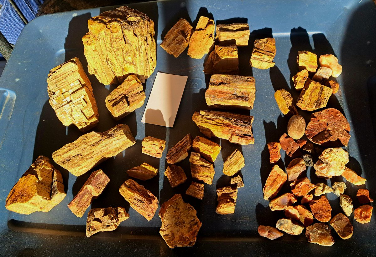 Christopher 🧬⚔️ tweet media